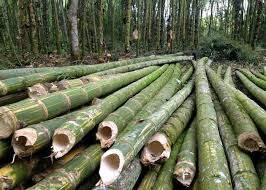 Bamboo