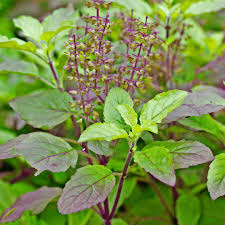 Tulsi