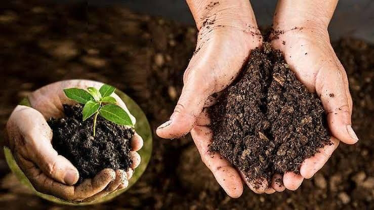 Vermicompost 