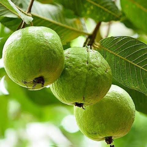 Fresh Guava 