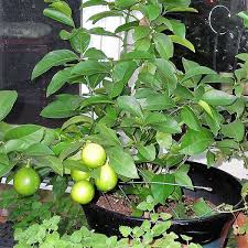 Lemon Plant 