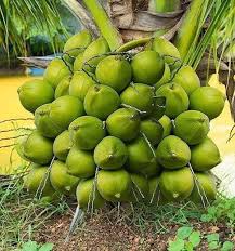 Coconut Plant 