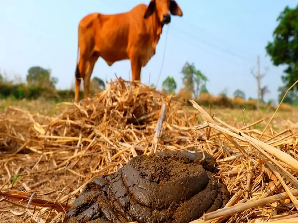 Cow Dung\" Manure