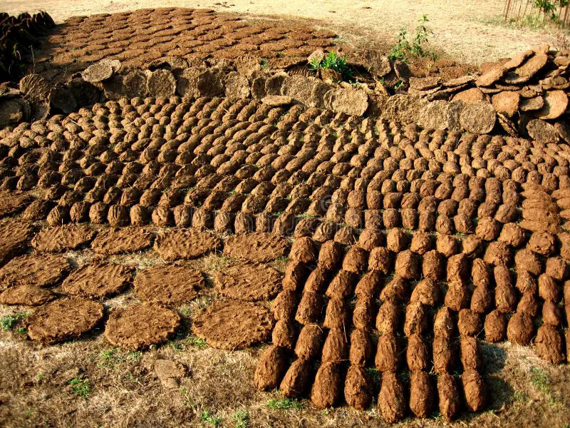 Cow Dung Biscuits Stock 