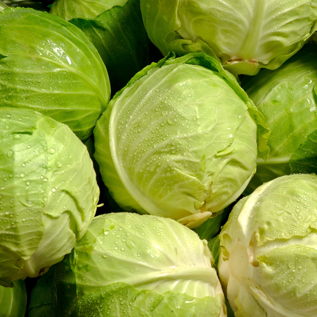 Cabbage