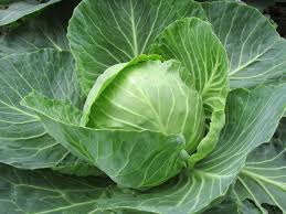 Green Cabbage