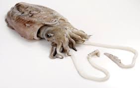 cuttlefish