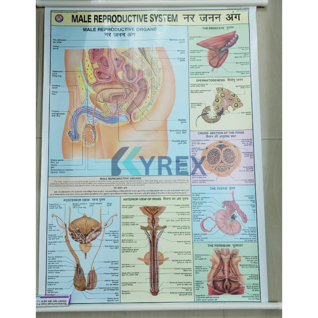 Male Reproductive System Wall Chart