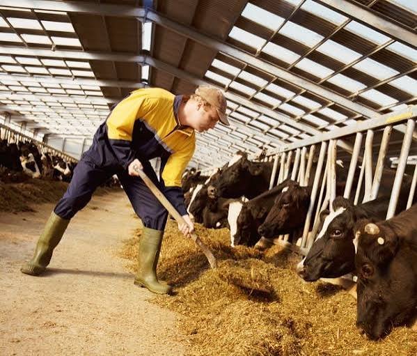 Animal feed
