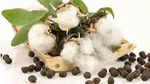 Cotton Seeds 