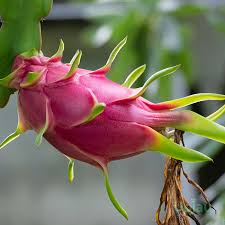 Dragon Fruit