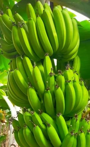 Fresh Cavendish Banana