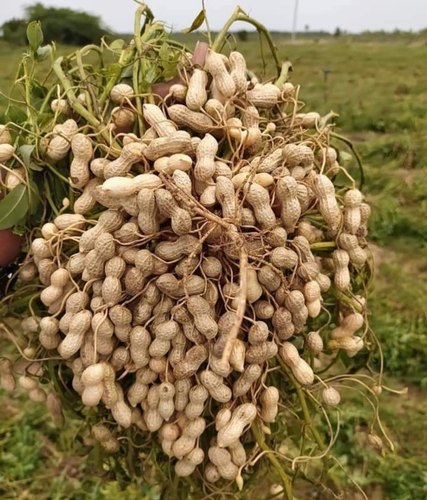 Groundnut