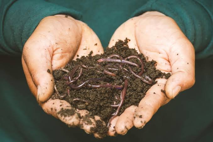Organic manure