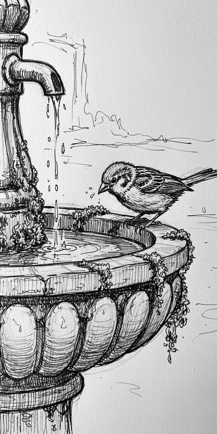 Pen sketch of Sparrow drinking