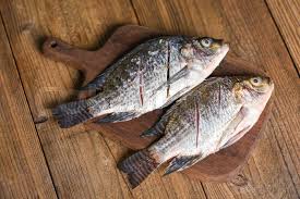 fresh tilapia fish 